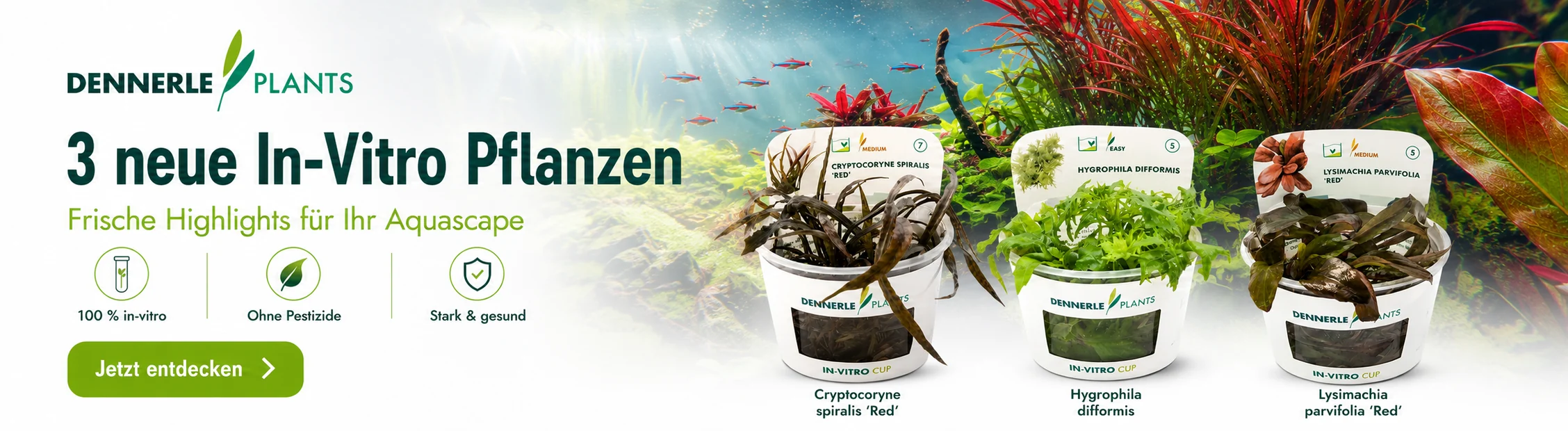 Neue Dennerle In-Vitro Pflanzen Neue Dennerle In-Vitro Pflanzen