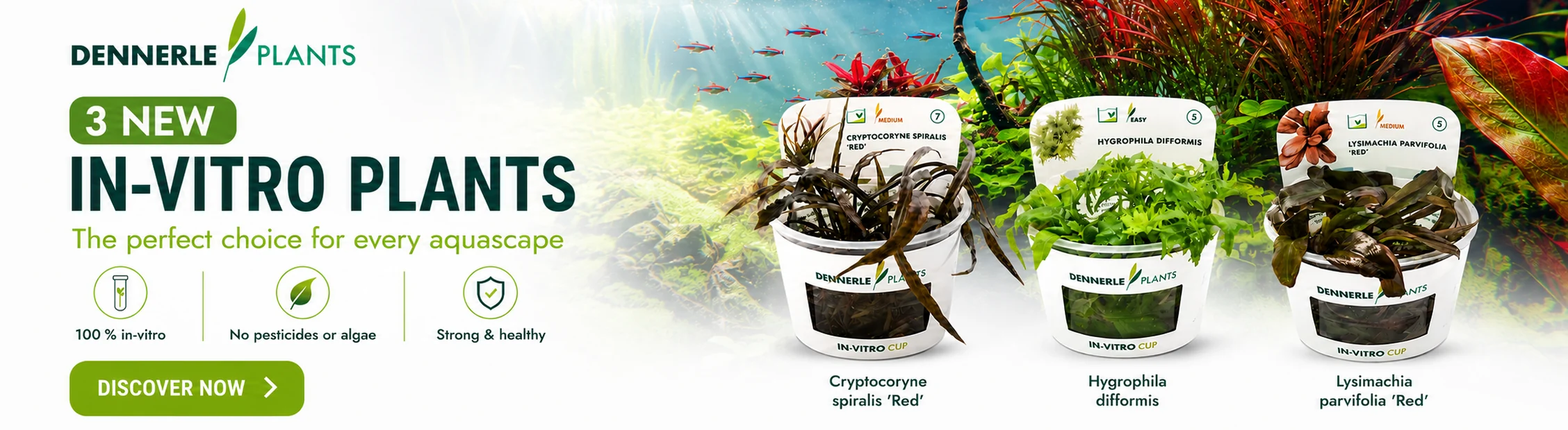 New Dennerle In-Vitro Plants New Dennerle In-Vitro Plants