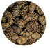 Hobby Alder Cones