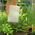 Hobby Bravo -Algae Eraser-