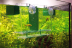 Hobby Fish Breeder NIDO 2