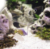 Hobby Genius Fish trap