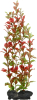 Tetra DecoArt Plantastics Red Ludwigia