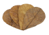 Seachem Catappa Leaves