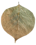 Arka mySCAPE Dadap Leaves