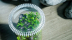 Chihiros Glass Pot Dew Shaped