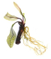 Dennerle Aponogeton madagascariensis