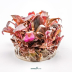 Dennerle Alternanthera reineckii 'Mini' In-Vitro Cup