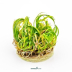Dennerle Blyxa japonica In-Vitro Cup