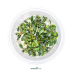 Dennerle Bucephalandra micrantha 'Needle Leaf' In-Vitro Cup