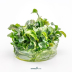 Dennerle Bucephalandra pygmaea ´Bukit Kelam´ In-Vitro Cup