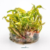 Dennerle Cryptocoryne crispatula In-Vitro Cup