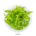 Dennerle Cryptocoryne wendtii 'Broad Leaf' In-Vitro Cup