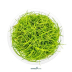 Dennerle Eleocharis pusilla In-Vitro Cup