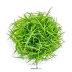 Dennerle Eriocaulon cinereum In-Vitro Cup