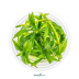 Dennerle Helanthium bolivianum ´Quadricostatus´ In-Vitro Cup