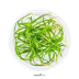 Dennerle Helanthium tenellum ´Red´ In-Vitro Cup