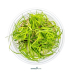 Dennerle Juncus repens In-Vitro Cup
