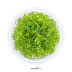 Dennerle Ludwigia arcuata In-Vitro Cup