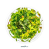 Dennerle Marsilea hirsuta In-Vitro Cup