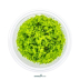 Dennerle Micranthemum tweediei In-Vitro Cup