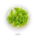 Dennerle Pogostemon deccanensis In-Vitro Cup