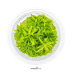 Dennerle Pogostemon helferi In-Vitro Cup