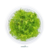 Dennerle Proserpinaca palustris In-Vitro Cup