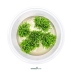Dennerle Riccardia chamedryfolia In-Vitro Cup
