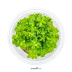 Dennerle Rotala indica 'Bonsai' In-Vitro Cup