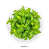 Dennerle Staurogyne repens In-Vitro Cup