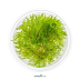 Dennerle Taxiphyllum sp. 'Flamme Moss' In-Vitro Cup