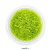 Dennerle Utricularia graminifolia In-Vitro Cup