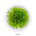 Dennerle Vesicularia ferriei 'Weeping Moss' In-Vitro Cup