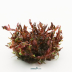 Dennerle Rotala rotundifolia 'Blood Red' In-Vitro Cup