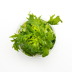 Dennerle Hygrophila difformis In-Vitro Cup