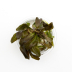 Dennerle Lysimachia Parvifolia 'Red' In-Vitro Cup
