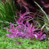 Dennerle Plants Hygrophila Lancea 'Chai' In-Vitro Cup