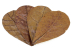 Seachem Catappa Leaves