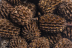 Arka mySCAPE Casuarina Cones