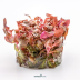 Dennerle Alternanthera reineckii 'Lila' In-Vitro Cup