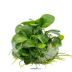Dennerle Anubias barteri nana In-Vitro Cup