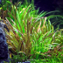 Dennerle Blyxa japonica In-Vitro Cup