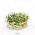 Dennerle Bucephalandra micrantha 'Needle Leaf' In-Vitro Cup