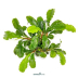 Dennerle Bucephalandra pygmaea ´Bukit Kelam´ In-Vitro Cup