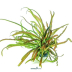 Dennerle Cryptocoryne crispatula In-Vitro Cup