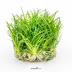 Dennerle Eriocaulon cinereum In-Vitro Cup