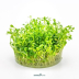 Dennerle Glossostigma elatinoides In-Vitro Cup