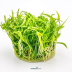 Dennerle Helanthium tenellum ´Broad leaf´ In-Vitro Cup