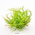 Dennerle Helanthium tenellum ´Red´ In-Vitro Cup